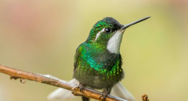 zdenek-machacek-kpOhIFLoeNI-unsplash